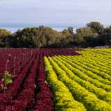 che costeggia un coloratissimo tappeto verde e rosso di insalata lollo